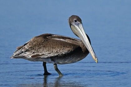 Massive New Orleans Pelicans vs Charlotte Hornets Injury Report – Sports Illustrated