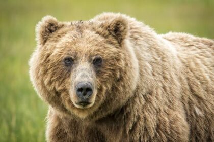 Grizzlies 109-103 Pistons (Apr 5, 2025) Game Recap – ESPN