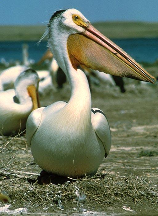 Gameday update: Pelicans at Spurs (3/15/2025) – NBA