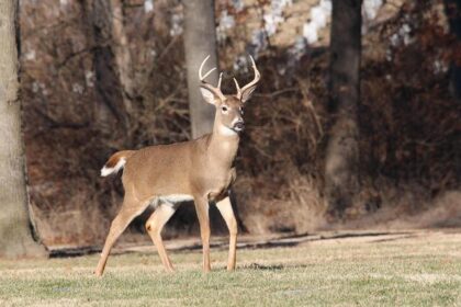 Rapid Recap: Bucks 140, Pistons 133 (OT) – Brew Hoop