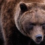 The Grizzlies are in the play-in. Who will they face? – Daily Memphian