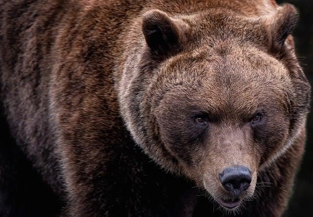 The Grizzlies are in the play-in. Who will they face? – Daily Memphian