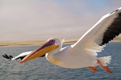 Pelicans Shake Up Front Office Following Disappointing Season