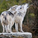 Unleashing the Wild: The Wolves’ Journey of Transformation