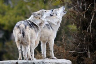 Unleashing the Wild: The Wolves’ Journey of Transformation