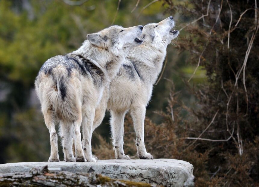 Unleashing the Wild: The Wolves’ Journey of Transformation
