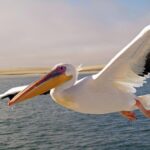 Game Day Showdown: Pelicans Clash with Suns!