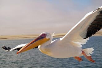 Game Day Showdown: Pelicans Clash with Suns!