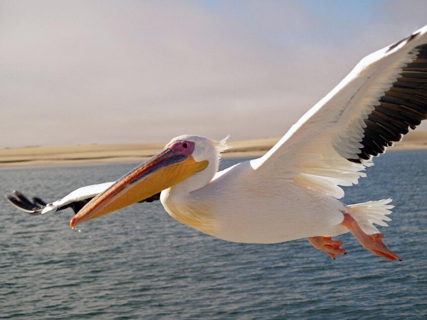 Pelicans vs. Pistons Showdown: Key Matchup and Updates for March 23, 2025