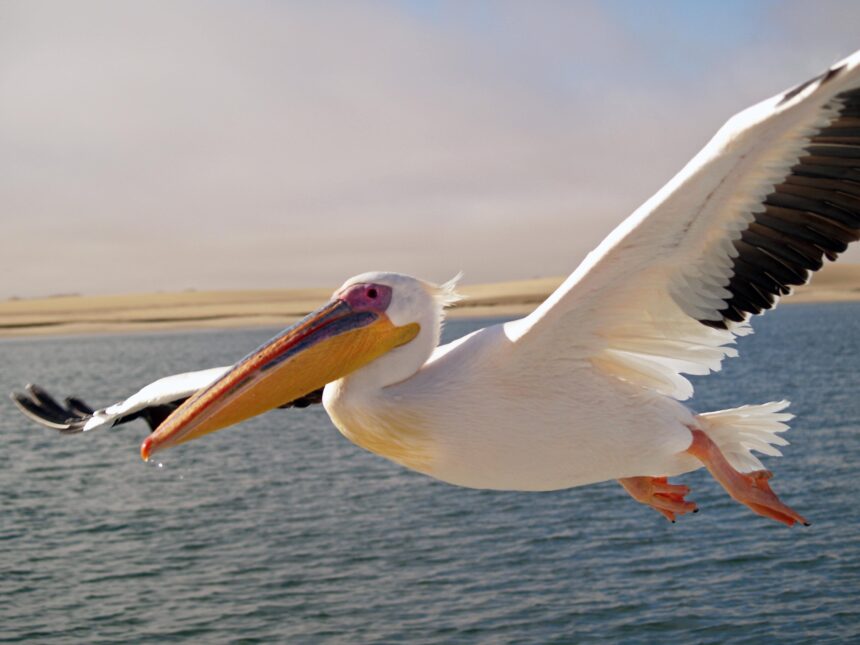 Win Big This Summer in the Pelicans Tip-Off Sweepstakes!