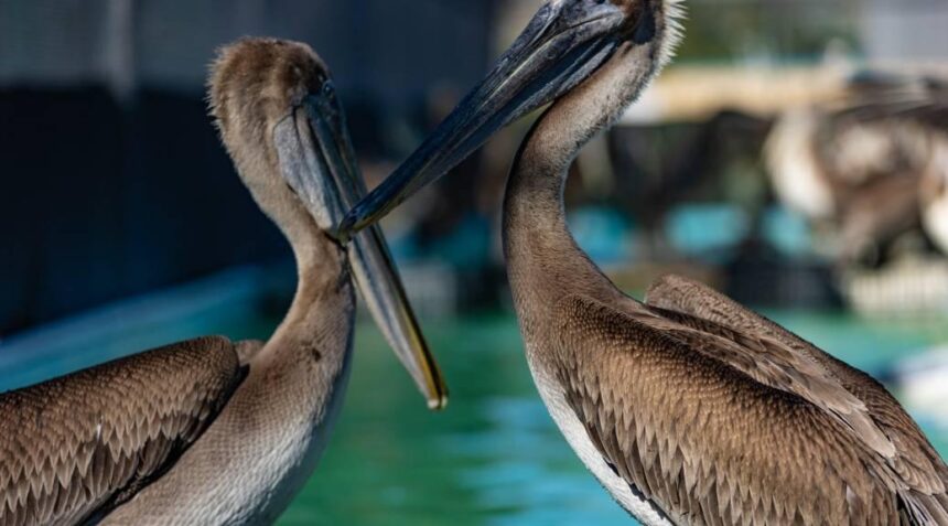 Pelicans Strengthen Front Office by Adding Experienced NBA Executive to Join Joe Dumars
