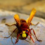 Hornets Brace for Tidjane Salaun Challenge in Upcoming Season