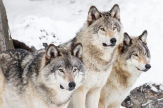 Wolves and Lynx New Owners Commit to Staying Local with Plans for Arena Upgrades