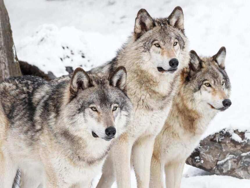 Wolves and Lynx New Owners Commit to Staying Local with Plans for Arena Upgrades