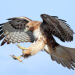 Hawks Eye Exciting Reunion with Al Horford