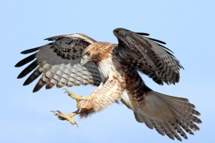 Hawks Set Their Sights on NBA Finals with Bold Early Offseason Moves