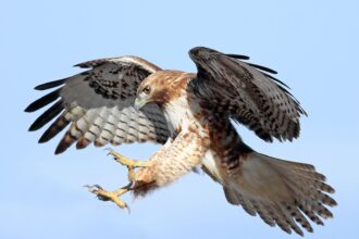 Hawks Just One Win Away from Reaching Unthinkable Heights