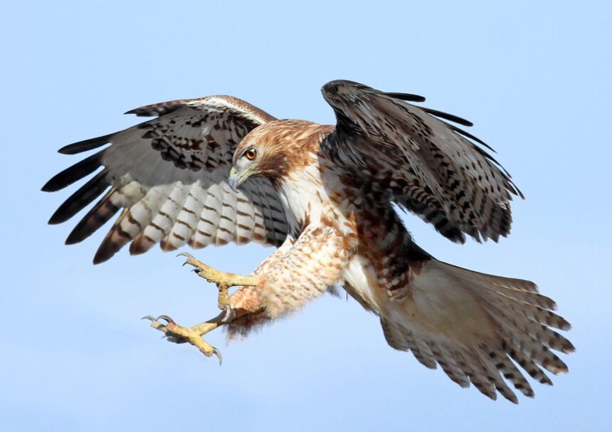 Hawks’ Front Office Strategy Revealed After a Busy Offseason