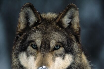 Anthony Edwards Finally Achieves His Longtime Dream of Dunking with the Wolves