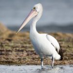 Pelicans Take Bold Risk with Team-Building Strategy – Could It Backfire?
