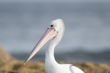 Pelicans Take Bold Risk with Team-Building Strategy – Could It Backfire?