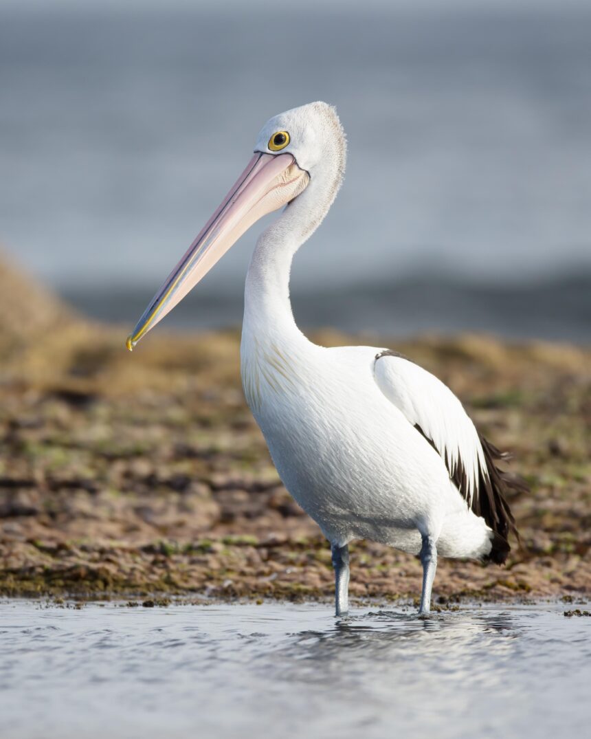 Pelicans Stand Firm: Star Forwards Stay Put Amid Trade Rumors