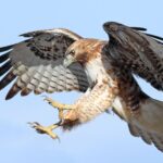 Hawks at Magic: Tipoff Time, How to Watch/Stream, Radio Coverage & Live Game Thread Hawks at Magic: Tipoff Time, How to Watch/Stream, Radio Coverage & Live Game Thread