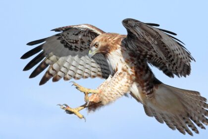 Hawks at Magic: Tipoff Time, How to Watch/Stream, Radio Coverage & Live Game Thread