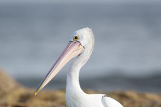 Here are a few more engaging rewrites (no source mentioned):

– “Pelicans Seek Redemption vs. Clippers After Back-to-Back Beatdowns”  
– “Can the Pelicans Stop the Slide? Clash with Clippers Follows Two Humiliating Losses”  
– “After Two Brutal Losses, Pe