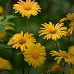 Tempers Flare: Magic’s Desmond Bane Ejected After Brief On-Court Outburst vs. Hawks