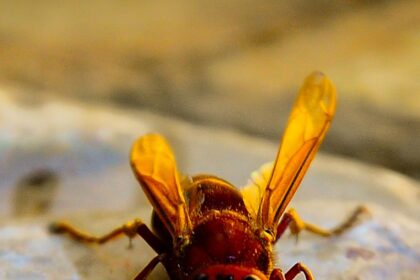 Here are a few engaging rewrites (source removed) – pick the tone you prefer:

1. Hornets Go Over-the-Air to Reclaim and Grow Their Viewership  
2. Hornets Bet on Free Over-the-Air TV to Supercharge Audience Numbers  
3. Hornets Turn to Over-the-Air Broad