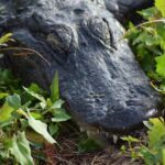 Former Florida Gator Will Richard Quickly Makes Waves for the Golden State Warriors

Alternative options:
– Will Richard, Ex-Florida Gator, Bursts onto the Scene with Golden State Warriors
– Former Gator Will Richard Turning Heads Early in Golden State
–