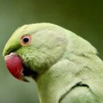 Shai Gilgeous-Alexander Makes History: Major NBA Update After Thunder-Pacers Clash