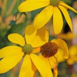 Will Hardy Celebrates the Hidden Power Behind Ace Bailey’s Game