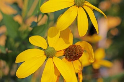 Will Hardy Celebrates the Hidden Power Behind Ace Bailey’s Game