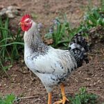 Why the Wizards’ Current Roster Isn’t Built for Championship Glory