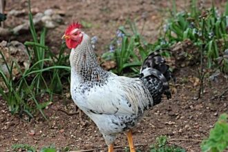 Why the Wizards’ Current Roster Isn’t Built for Championship Glory