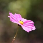 Cavs Share Crucial Injury Update on Jaylon Tyson