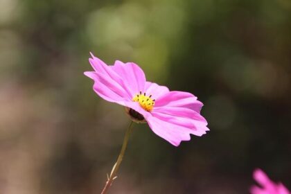 Cavs Share Crucial Injury Update on Jaylon Tyson