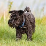 Scottie Barnes Shatters Raptors Record in Electrifying Victory Over Hornets