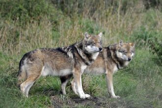 Wolves Fans Could Miss Out on Watching Wemby Play This Month