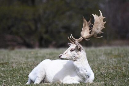 Josh Hart’s Comeback Ignites a New Era for the Knicks Beyond Thibodeau