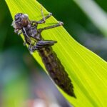 Harden Explodes for 55 Points as Clippers Crush Hornets in Emotional North Carolina Farewell for Paul