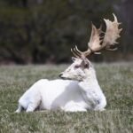 Josh Hart’s Rebounding Frenzy Disrupts Mike Brown’s Meticulous Knicks Strategy