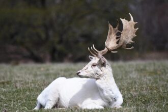 Josh Hart’s Rebounding Frenzy Disrupts Mike Brown’s Meticulous Knicks Strategy