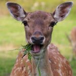 Dyson Daniels’ Remarkable 70-Game NBA Streak Ends Against Wizards, Narrowly Missing Michael Jordan’s Record