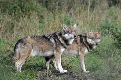 Frederick Wolves Impress Wednesday Night Despite Falling to Thunder