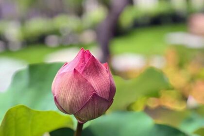 Jalen Johnson on the Rise: Are the Hawks Ready to Challenge the 76ers?