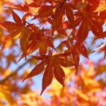 Timberwolves Rally in Heart-Pounding Fourth Quarter to Topple Spurs