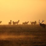 Bulls vs. Magic Showdown: Expert Predictions and How to Watch on 12/1/25